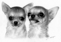 /album/danguole-serstinskaja-un-dibujo-de-tu-mascota-con-alma/imatge-emmarcar9-jpg/